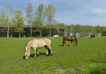 Fototapeta na wymiar horses in meadow