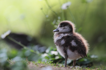 Küken einer Nilgans (Alopochen aegyptiacus)