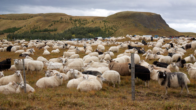 Big herd of sheep