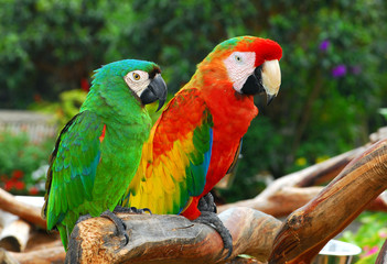 Macaw Birds.