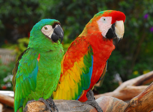 Macaw Birds.