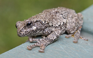 A Gray Tree Frog (Hyla versicolor) sitting on lawn furniture.  Shot in Kitchener, Ontario, Canada..