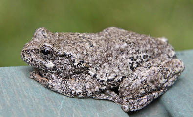 Sitting Tree Frog