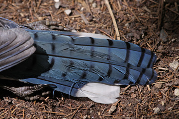 Obraz premium The tail feathers of a dead blue jay (Cyanocitta cristata) sitting on the ground. Shot in Kitchener, Ontario, Canada..