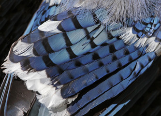 A close-up of a blue jay (Cyanocitta cristata) feathers..