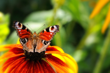 Peacock butterfly