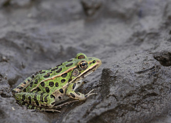A Northern Leopard frogs (Lithobates pipiens) sitting in the mud at the edge of a lake.  Shot in Muskoka, Ontario, Canada..