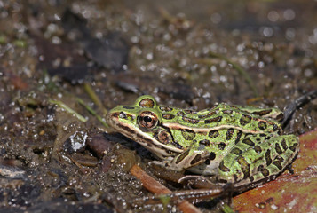 Ducking Northern Leopard Frog