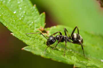 Black Ant