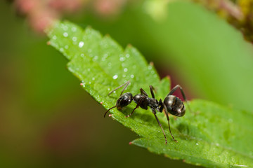 Black Ant