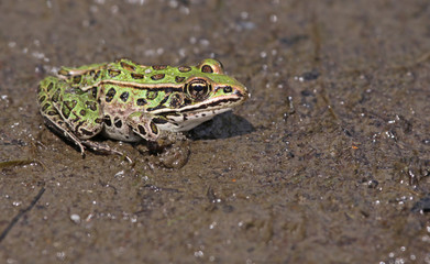 Solitary Northern Leopard Frog
