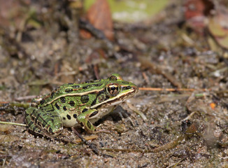 A Northern Leopard frogs (Lithobates pipiens) sitting at the edge of a lake.  Shot in Muskoka, Ontario, Canada..