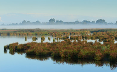 Fog above a swamp.