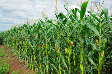 Corn (maize) field © EcoView