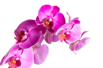 Naklejka na ściany i meble Twig blossoming orchids