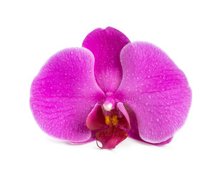 Flower blooming orchid