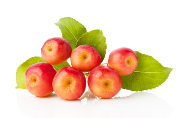 Forestry apple. Málus sylvéstris