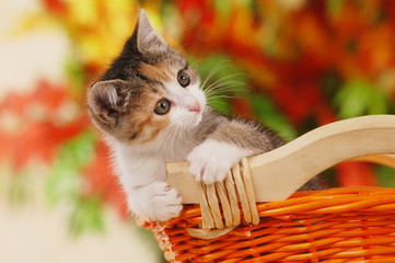 Kätzchen im Korb - kitten in basket autumn leaves