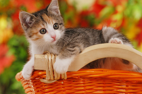 Herbst Kätzchen im Korb - kitten in autumn basket