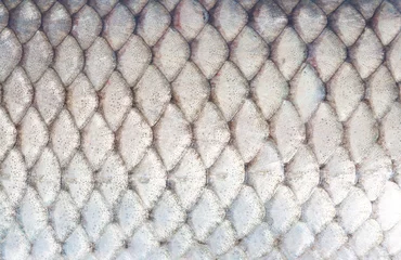 Brushed aluminium prints Fish fish