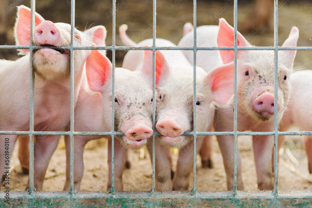 Wall mural cute piglets on the farm