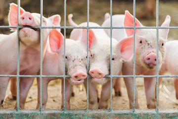 cute piglets on the farm