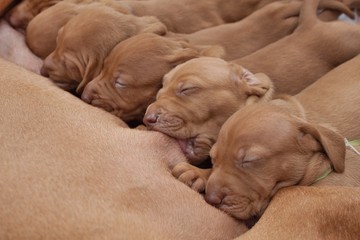 time for food, feed Hungarian hound puppies, breastfeeding