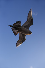 Arctic skua Stercorarius parasiticus