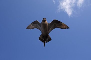Arctic skua Stercorarius parasiticus