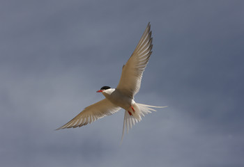 Arctic tern, Sterna paradisaea