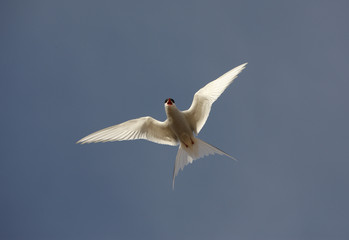 Arctic tern, Sterna paradisaea