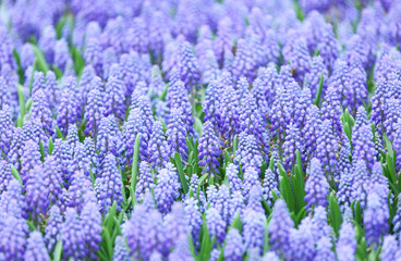Obraz premium Purple muscari botryoides field