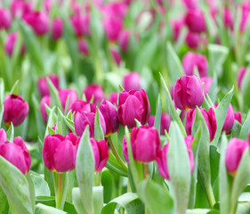 Fototapeta premium Purple tulips flower field