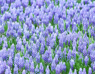 Obraz premium Purple muscari botryoides