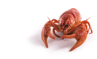 One red craw fish on white background facing us