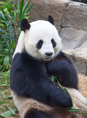 Panda bear
