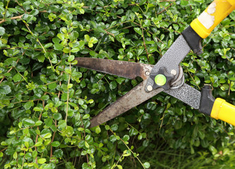 trimming bushes with scissors