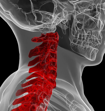 X-ray view of human cervical spine