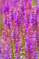 Beautiful purple wild lupins flowers