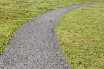 Fototapeta na wymiar Pathway through the rolling grassy