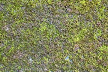 wall with moss growing