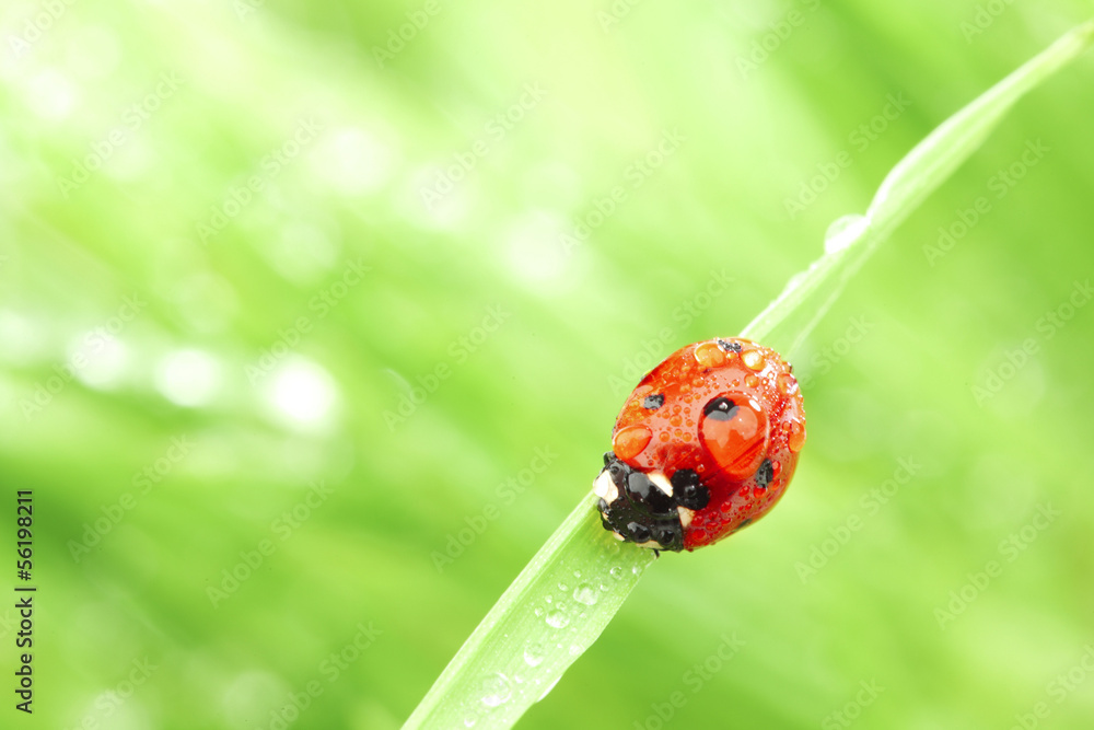 Wall mural ladybug on grass