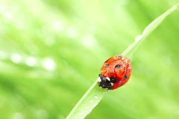 ladybug on grass
