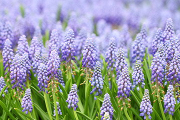 Purple muscari botryoides