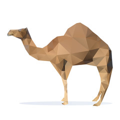 illustration of camel. Vector
