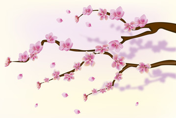sakura . postcard . menu