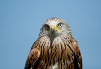 Red kite