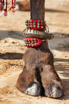 Decorated camel foot