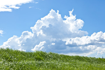 Grass and summer thunderhead