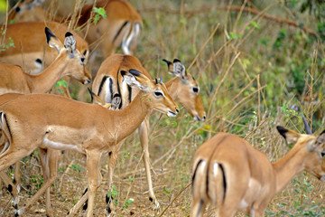 gazelle